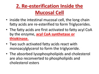 2. Re-esterification Inside the
Mucosal Cell
• inside the intestinal mucosal cell, the long chain
fatty acids are re-esterified to form Triglycerides.
• The fatty acids are first activated to fatty acyl CoA
by the enzyme, acyl CoA synthetase or
thiokinase.
• Two such activated fatty acids react with
monoacylglycerol to form the triglyceride.
• The absorbed lysophospholipids and cholesterol
are also reconverted to phospholipids and
cholesterol esters
 