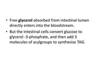 • Free glycerol absorbed from intestinal lumen
directly enters into the bloodstream.
• But the intestinal cells convert glucose to
glycerol -3-phosphate, and then add 3
molecules of acylgroups to synthesize TAG.
 