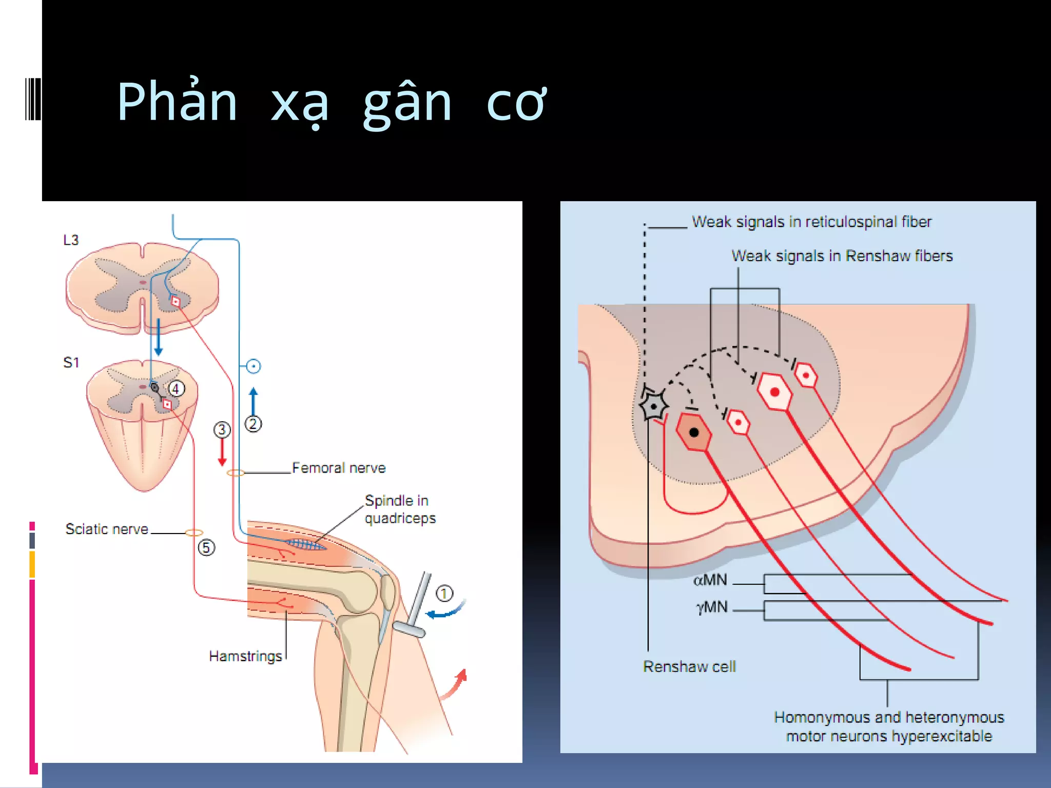 Phản xạ gân cơ
 
