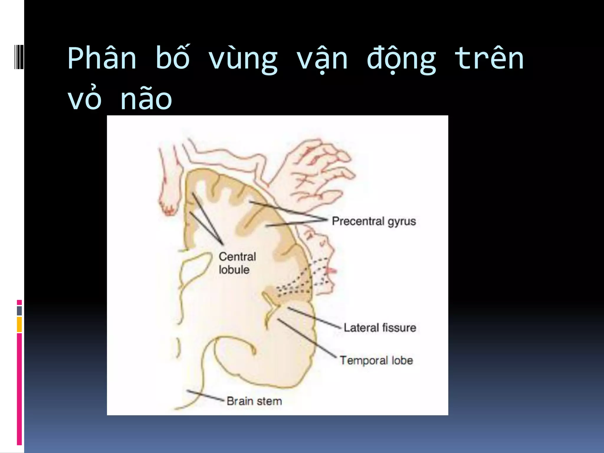 Phân bố vùng vận động trên
vỏ não
 