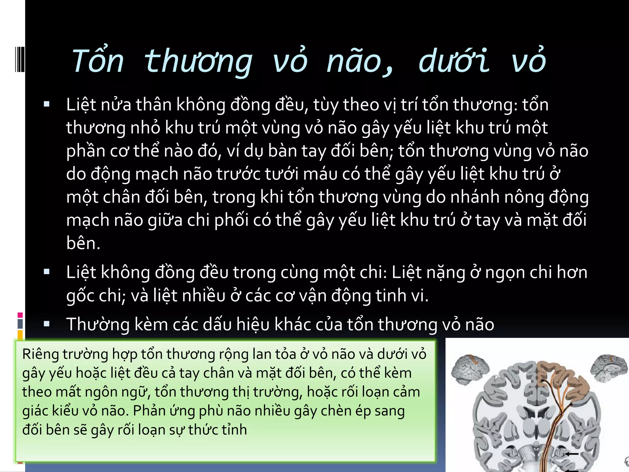 Tổn thương vỏ não, dưới vỏ
▪ Liệt nửa thân không đồng đều, tùy theo vị trí tổn thương: tổn
thương nhỏ khu trú một vùng vỏ não gây yếu liệt khu trú một
phần cơ thể nào đó, ví dụ bàn tay đối bên; tổn thương vùng vỏ não
do động mạch não trước tưới máu có thể gây yếu liệt khu trú ở
một chân đối bên, trong khi tổn thương vùng do nhánh nông động
mạch não giữa chi phối có thể gây yếu liệt khu trú ở tay và mặt đối
bên.
▪ Liệt không đồng đều trong cùng một chi: Liệt nặng ở ngọn chi hơn
gốc chi; và liệt nhiều ở các cơ vận động tinh vi.
▪ Thường kèm các dấu hiệu khác của tổn thương vỏ não
Riêng trường hợp tổn thương rộng lan tỏa ở vỏ não và dưới vỏ
gây yếu hoặc liệt đều cả tay chân và mặt đối bên, có thể kèm
theo mất ngôn ngữ, tổn thương thị trường, hoặc rối loạn cảm
giác kiểu vỏ não. Phản ứng phù não nhiều gây chèn ép sang
đối bên sẽ gây rối loạn sự thức tỉnh
 