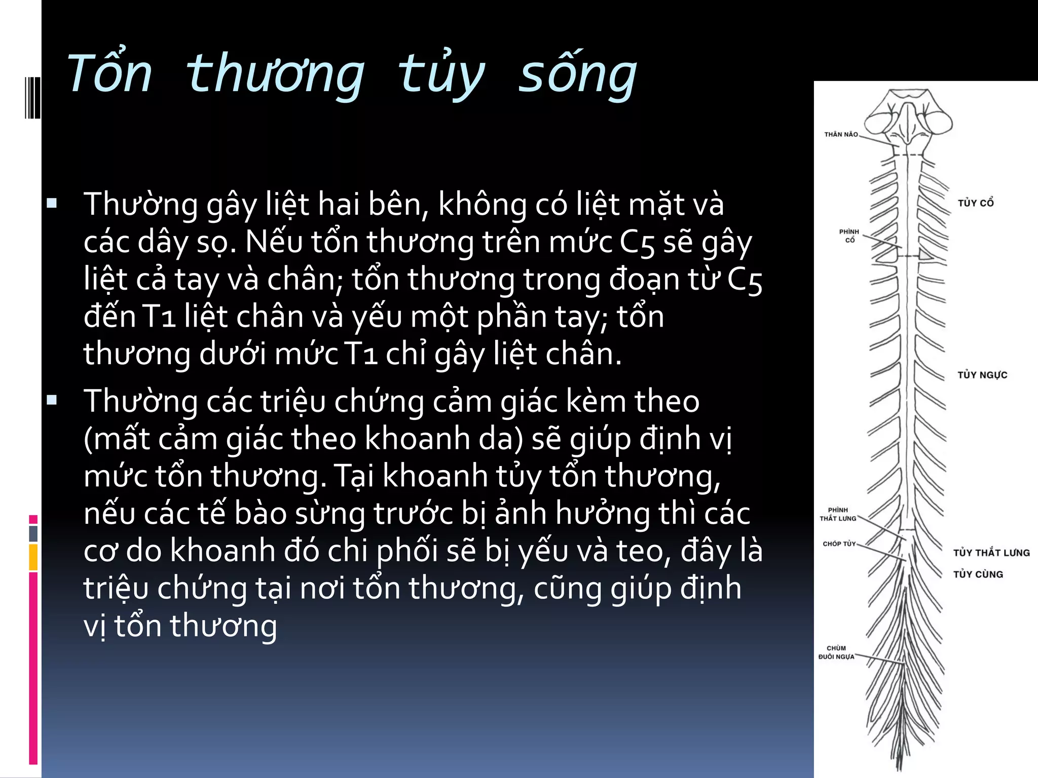 Tổn thương tủy sống
▪ Thường gây liệt hai bên, không có liệt mặt và
các dây sọ. Nếu tổn thương trên mức C5 sẽ gây
liệt cả tay và chân; tổn thương trong đoạn từ C5
đếnT1 liệt chân và yếu một phần tay; tổn
thương dưới mứcT1 chỉ gây liệt chân.
▪ Thường các triệu chứng cảm giác kèm theo
(mất cảm giác theo khoanh da) sẽ giúp định vị
mức tổn thương.Tại khoanh tủy tổn thương,
nếu các tế bào sừng trước bị ảnh hưởng thì các
cơ do khoanh đó chi phối sẽ bị yếu và teo, đây là
triệu chứng tại nơi tổn thương, cũng giúp định
vị tổn thương
 