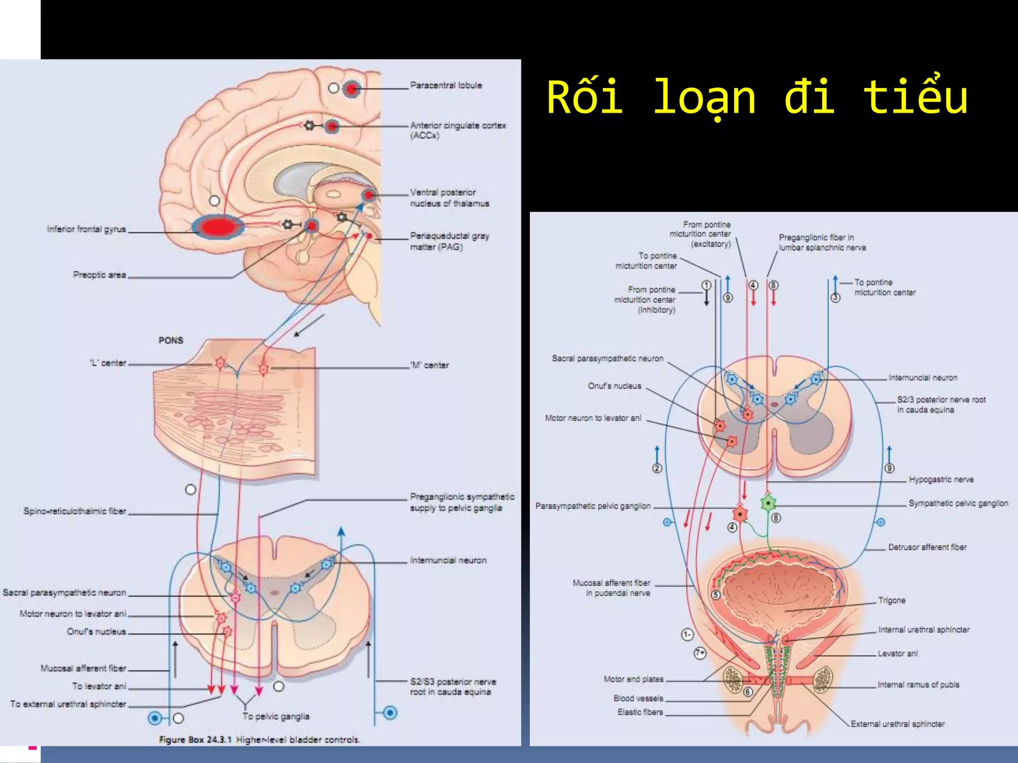 Rối loạn đi tiểu
 