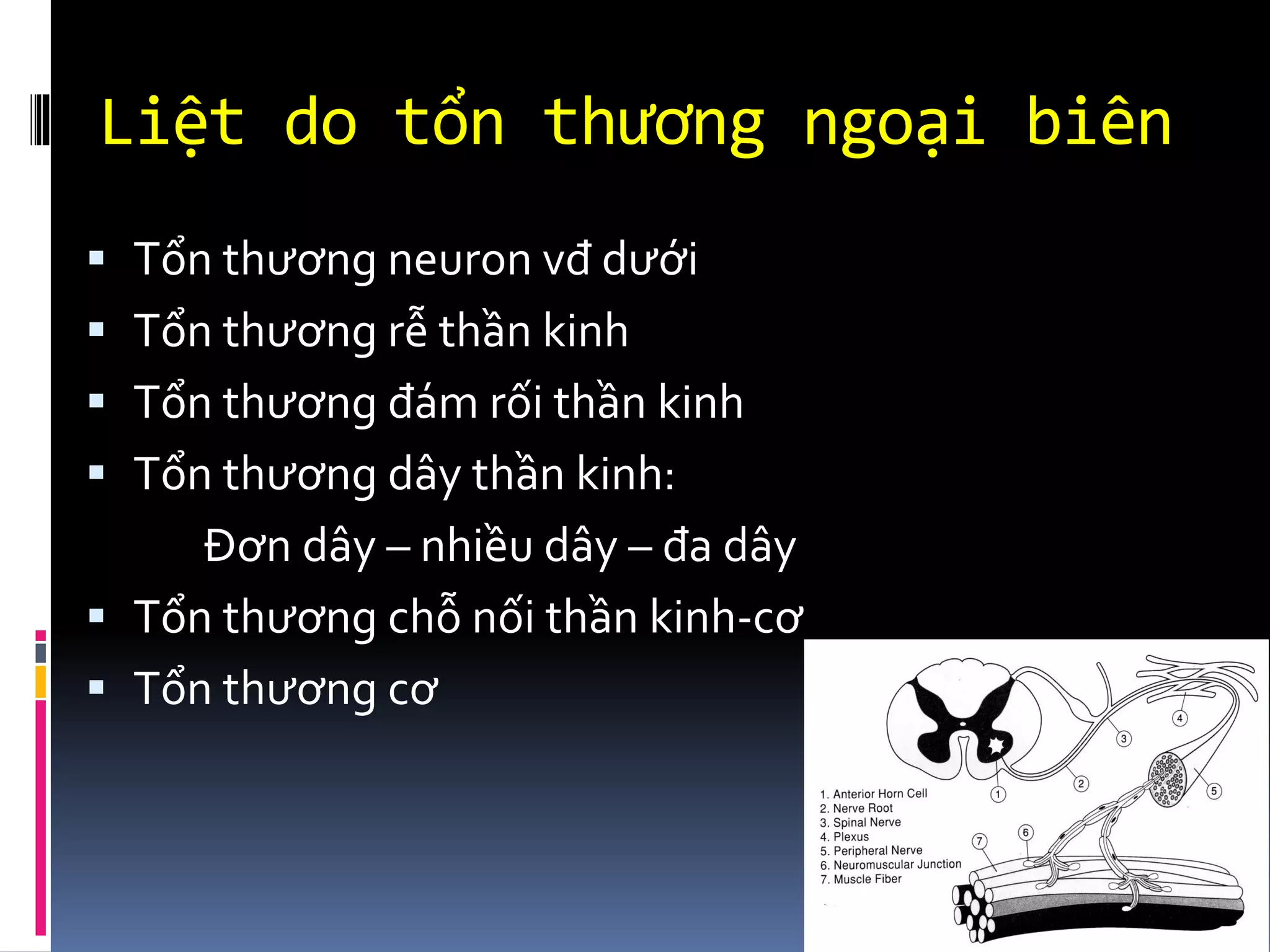 Liệt do tổn thương ngoại biên
▪ Tổn thương neuron vđ dưới
▪ Tổn thương rễ thần kinh
▪ Tổn thương đám rối thần kinh
▪ Tổn thương dây thần kinh:
Đơn dây – nhiều dây – đa dây
▪ Tổn thương chỗ nối thần kinh-cơ
▪ Tổn thương cơ
 