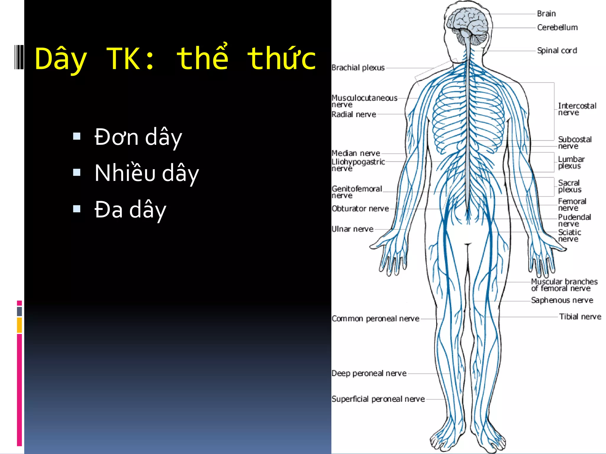 Dây TK: thể thức
▪ Đơn dây
▪ Nhiều dây
▪ Đa dây
 