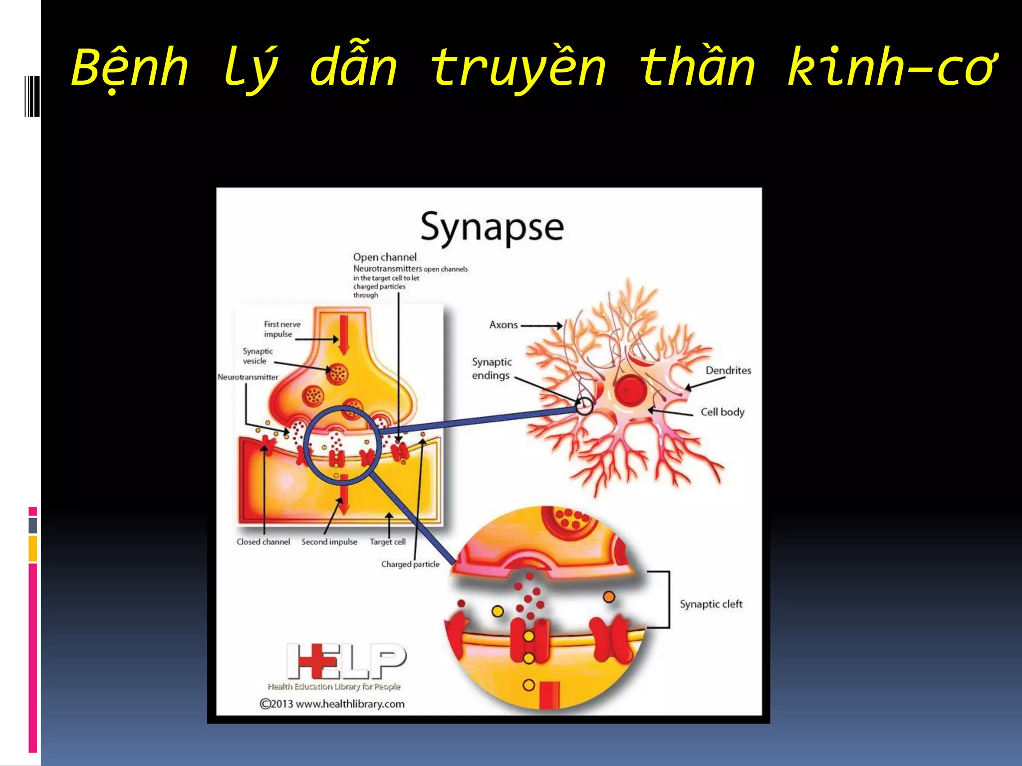Bệnh lý dẫn truyền thần kinh–cơ
 