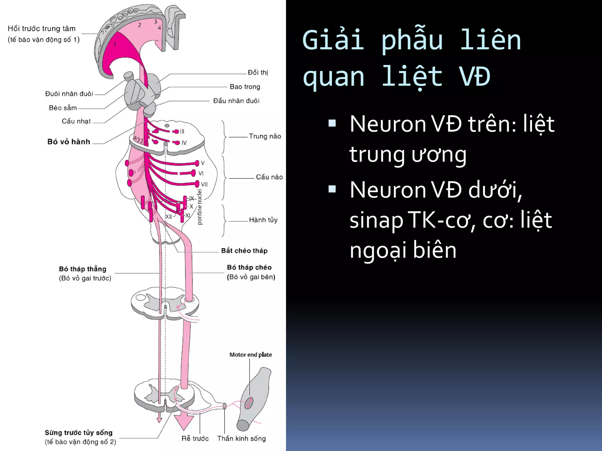 Giải phẫu liên
quan liệt VĐ
▪ NeuronVĐ trên: liệt
trung ương
▪ NeuronVĐ dưới,
sinapTK-cơ, cơ: liệt
ngoại biên
 