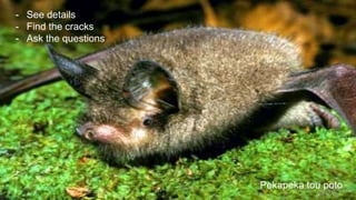 - See details
- Find the cracks
- Ask the questions
Pekapeka tou poto
 