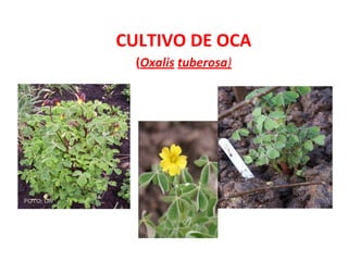CULTIVO DE OCA
(Oxalis tuberosa)
 