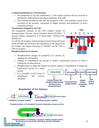 T-cell activation | PDF