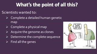 Scientists wanted to:
 Complete a detailed human genetic
map
 Complete a physical map
 Acquire the genome as clones
 Determine the complete sequence
 Find all the genes
 