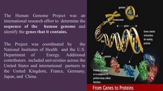 The Human Genome Project was an
international research effort to determine the
sequence of the human genome and
identify the genes that it contains.
The Project was coordinated by the
National Institutes of Health and the U.S.
Department of Energy. Additional
contributors included universities across the
United States and international partners in
the United Kingdom, France, Germany,
Japan, and China.
 
