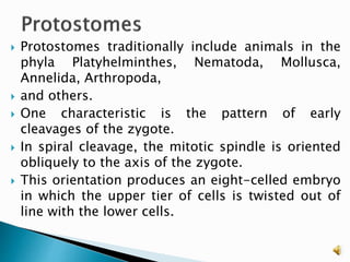 Protostomes Examples 3. patterns of organization | PPTX