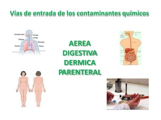 Vías de entrada de los contaminantes químicos
AEREA
DIGESTIVA
DERMICA
PARENTERAL
 