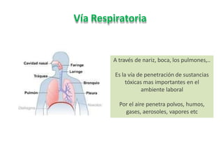 Vía Respiratoria
A través de nariz, boca, los pulmones,..
Es la vía de penetración de sustancias
tóxicas mas importantes en el
ambiente laboral
Por el aire penetra polvos, humos,
gases, aerosoles, vapores etc
 