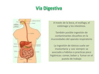 Vía Digestiva
A través de la boca, el esófago, el
estómago y los intestinos.
También posible ingestión de
contaminantes disueltos en la
mucosidades del aparato respiratorio
La ingestión de tóxicos suele ser
involuntaria y casi siempre va
asociado a hábitos o practicas poco
higiénicas: comer, beber y fumar en el
puesto de trabajo
 