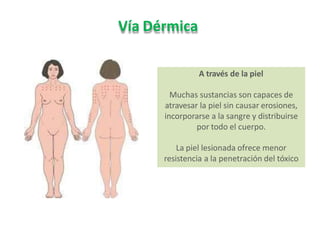 Vía Dérmica
A través de la piel
Muchas sustancias son capaces de
atravesar la piel sin causar erosiones,
incorporarse a la sangre y distribuirse
por todo el cuerpo.
La piel lesionada ofrece menor
resistencia a la penetración del tóxico
 