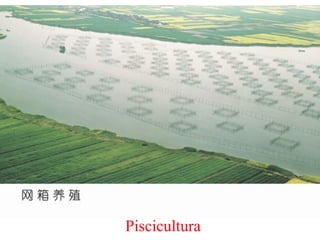 Piscicultura
 