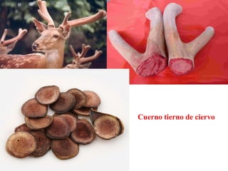 Cuerno tierno de ciervo
 