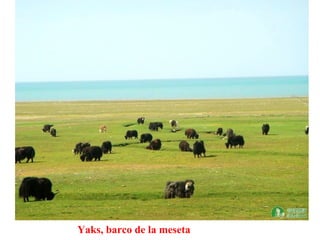 Yaks, barco de la meseta
 