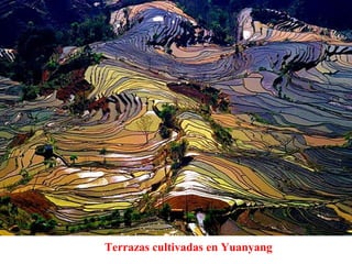 Terrazas cultivadas en Yuanyang
 