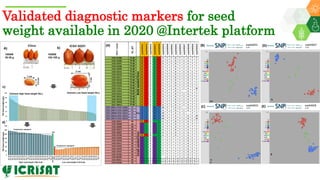 Research Program Genetic Gains (RPGG) Review Meeting 2021: Groundnut genomic tools and integration in breeding By Manish K. Pandey