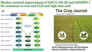 Research Program Genetic Gains (RPGG) Review Meeting 2021: Groundnut genomic tools and integration in breeding By Manish K. Pandey