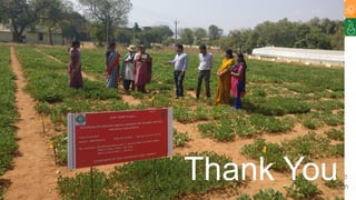 Research Program Genetic Gains (RPGG) Review Meeting 2021: Groundnut genomic tools and integration in breeding By Manish K. Pandey