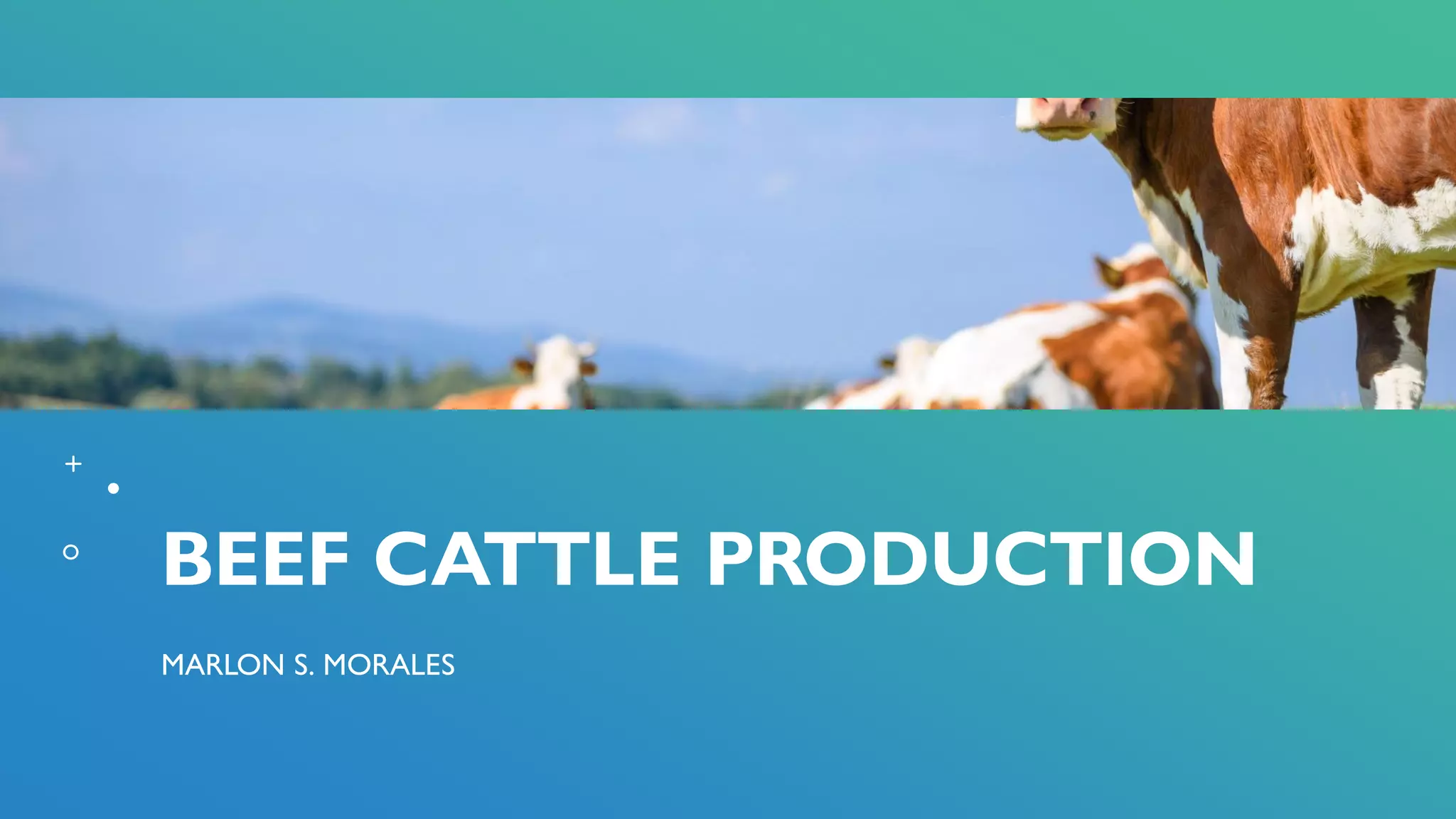BEEF CATTLE PRODUCTION | PPT