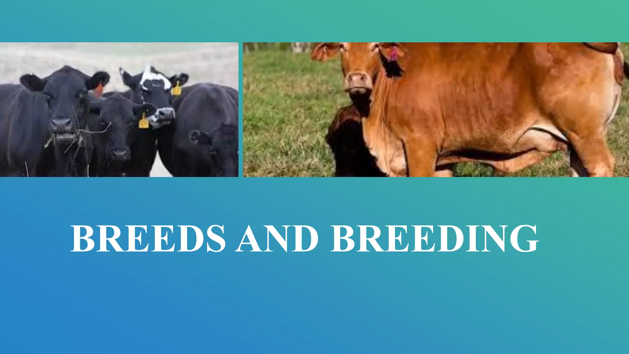 BEEF CATTLE PRODUCTION | PPT