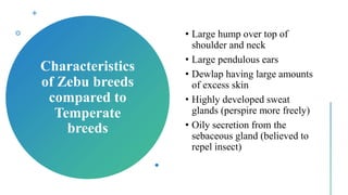 Characteristics
of Zebu breeds
compared to
Temperate
breeds
• Large hump over top of
shoulder and neck
• Large pendulous ears
• Dewlap having large amounts
of excess skin
• Highly developed sweat
glands (perspire more freely)
• Oily secretion from the
sebaceous gland (believed to
repel insect)
 