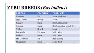 ZEBU BREEDS (Bos indicus)
 