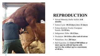 REPRODUCTION
• Sexual Maturity (bulls/ heifer): 6-8
months
• Estrus Cycle: 18-24 days (Ave: 21 days)
• Estrus duration: Exotic/ European
breeds- 14-18 hrs.
• Indigenous/ Zebu- 10-12 hrs.
• Ovulation: 10-14 hrs after end of estrus
• Parturition: Ave. 283 days
• Bull Ejaculate: 2- 12ml of 500 billion or
more sperm cells/ml Sperm cells
survive the oviduct up to a maximum
of 48 hrs.
 