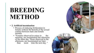 BREEDING
METHOD
• 2. Artificial insemination
• Process of inducing fertilization in
female without the benefit of the sexual
contact between male and female
animals
• "Females observed in estrus in the
morning, are inseminated late afternoon
of the same day. Those observed in the
afternoon, are inseminated not later
than noon time the next day. "
 