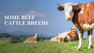 SOME BEEF
CATTLE BREEDS
 