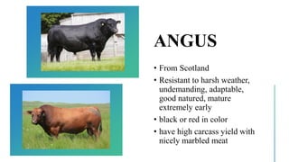 ANGUS
• From Scotland
• Resistant to harsh weather,
undemanding, adaptable,
good natured, mature
extremely early
• black or red in color
• have high carcass yield with
nicely marbled meat
 