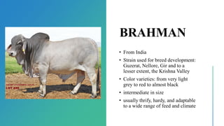 BRAHMAN
• From India
• Strain used for breed development:
Guzerat, Nellore, Gir and to a
lesser extent, the Krishna Valley
• Color varieties: from very light
grey to red to almost black
• intermediate in size
• usually thrify, hardy, and adaptable
to a wide range of feed and climate
 