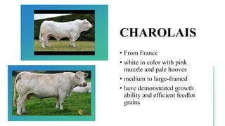 CHAROLAIS
• From France
• white in color with pink
muzzle and pale hooves
• medium to large-framed
• have demonstrated growth
ability and efficient feedlot
grains
 
