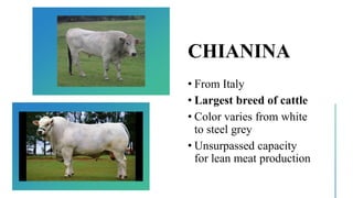 CHIANINA
• From Italy
• Largest breed of cattle
• Color varies from white
to steel grey
• Unsurpassed capacity
for lean meat production
 