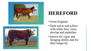 HEREFORD
• From England
• Dark red to red-yellow
with white face, crest,
dewlap and underline
• known for vigor and
foraging ability and for
their longevity
 
