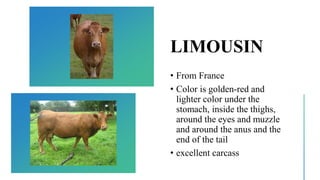 LIMOUSIN
• From France
• Color is golden-red and
lighter color under the
stomach, inside the thighs,
around the eyes and muzzle
and around the anus and the
end of the tail
• excellent carcass
 