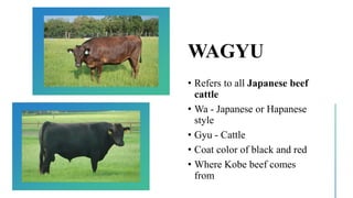 WAGYU
• Refers to all Japanese beef
cattle
• Wa - Japanese or Hapanese
style
• Gyu - Cattle
• Coat color of black and red
• Where Kobe beef comes
from
 