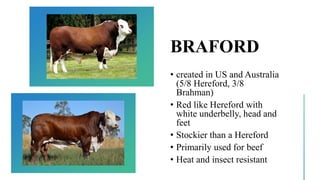 BRAFORD
• created in US and Australia
(5/8 Hereford, 3/8
Brahman)
• Red like Hereford with
white underbelly, head and
feet
• Stockier than a Hereford
• Primarily used for beef
• Heat and insect resistant
 