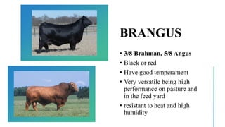 BRANGUS
• 3/8 Brahman, 5/8 Angus
• Black or red
• Have good temperament
• Very versatile being high
performance on pasture and
in the feed yard
• resistant to heat and high
humidity
 