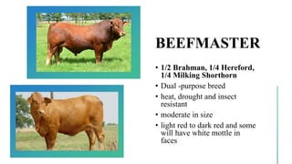 BEEFMASTER
• 1/2 Brahman, 1/4 Hereford,
1/4 Milking Shorthorn
• Dual -purpose breed
• heat, drought and insect
resistant
• moderate in size
• light red to dark red and some
will have white mottle in
faces
 