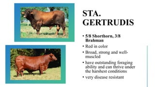 STA.
GERTRUDIS
• 5/8 Shorthorn, 3/8
Brahman
• Red in color
• Broad, strong and well-
muscled
• have outstanding foraging
ability and can thrive under
the harshest conditions
• very disease resistant
 