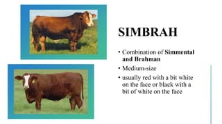 SIMBRAH
• Combination of Simmental
and Brahman
• Medium-size
• usually red with a bit white
on the face or black with a
bit of white on the face
 