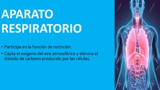 APARATO
RESPIRATORIO
• Participa en la función de nutrición.
• Capta el oxígeno del aire atmosférico y elimina el
dióxido de carbono producido por las células.
 