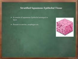 Stratified Squamous Epithelial Tissue
 It consist of squamous Epithelial arranged in
layer.
 Present in uterine, esophagus etc.
 