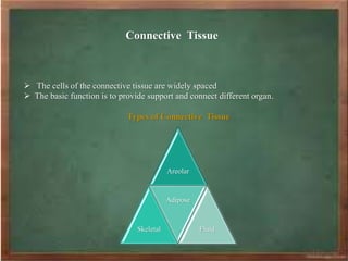 Connective Tissue
 The cells of the connective tissue are widely spaced
 The basic function is to provide support and connect different organ.
Types of Connective Tissue
Areolar
Skeletal
Adipose
Fluid
 